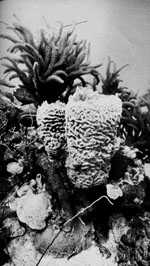 \"coralpic.web.jpg\"